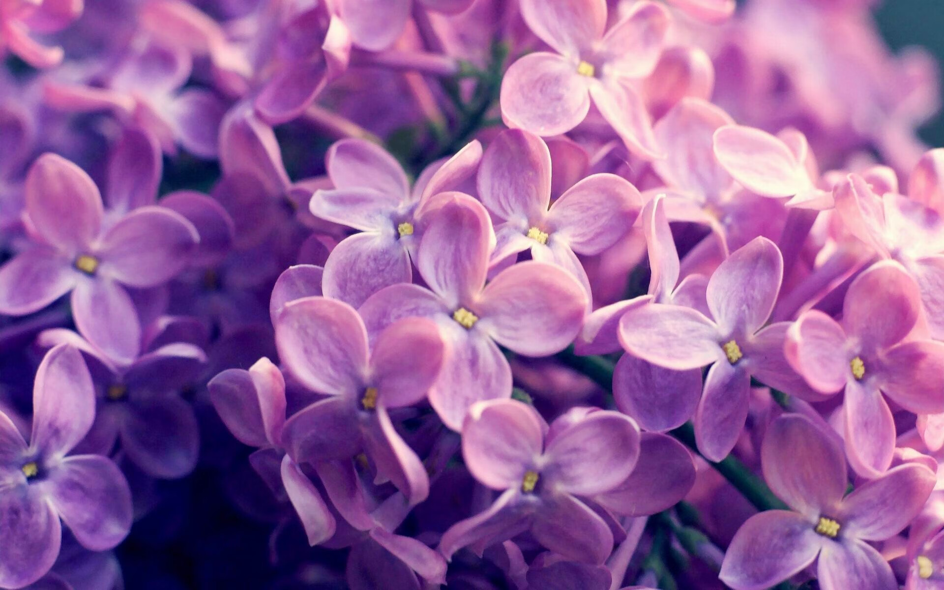 无声的指挥家,京多安如何凭意识节奏,让丹麦的奔跑沦为背景噪音