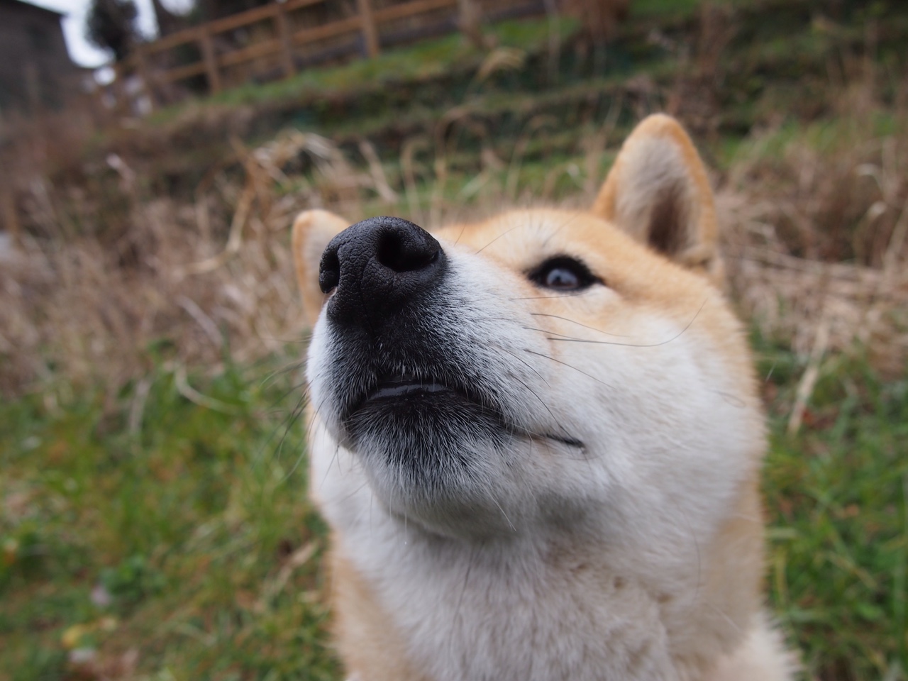 风暴眼之子，当奥利维耶点燃洪都拉斯，一场颠覆欧洲秩序的巅峰对决