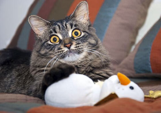 蓝黑军团对阵欧洲红魔，当萨内成为第三方的节奏大师