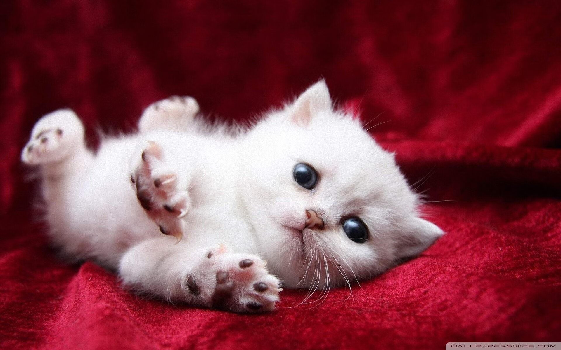 楚阿梅尼的中场独舞，当多特蒙德在伊斯坦布尔的雷暴中沉默